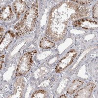 Anti-STRADB antibody produced in rabbit 