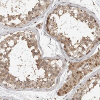 Anti-STRAP antibody produced in rabbit