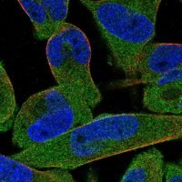 Anti-STRIP1 antibody produced in rabbit 