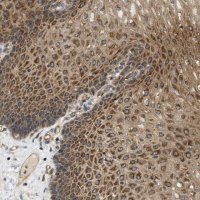 Anti-STRN antibody produced in rabbit 