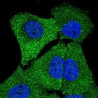 Anti-STRN4 antibody produced in rabbit