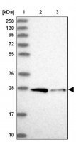 Anti-STX12 antibody produced in rabbit 