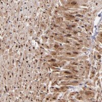 Anti-STX8 antibody produced in rabbit 