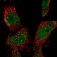 Anti-SUMO2 antibody produced in rabbit 