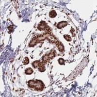 Anti-SUPT6H antibody produced in rabbit 