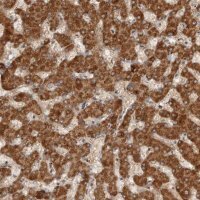 ANTI-SWT1 antibody produced in rabbit 