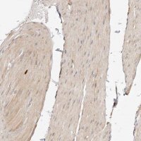 Anti-SYNC antibody produced in rabbit 
