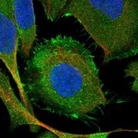 Anti-SYNC antibody produced in rabbit 