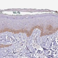Anti-SYS1 antibody produced in rabbit