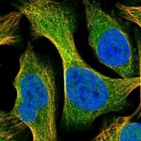 Anti-SYTL5 antibody produced in rabbit HPA026074-100UL