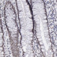 Anti-TAF1 antibody produced in rabbit