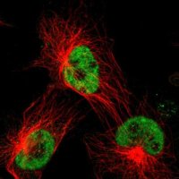 Anti-TAF1 antibody produced in rabbit