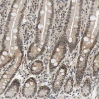 Anti-TAF4 antibody produced in rabbit 