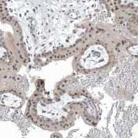 Anti-TAF8 antibody produced in rabbit 