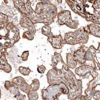 Anti-TAGLN2 antibody produced in rabbit HPA001925-100UL