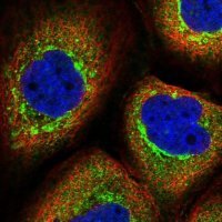 Anti-TANGO6 antibody produced in rabbit