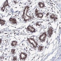 Anti-TATDN2 antibody produced in rabbit 