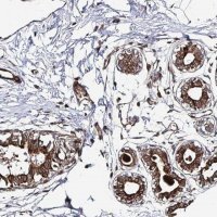 Anti-TBKBP1 antibody produced in rabbit 