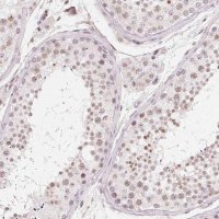 Anti-TBP antibody produced in rabbit 