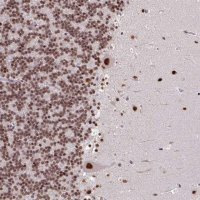 Anti-TDG antibody produced in rabbit 