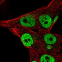 Anti-THAP3 antibody produced in rabbit