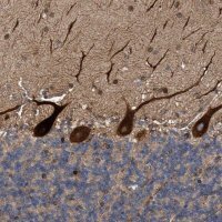 Anti-THEM6 antibody produced in rabbit 