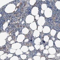 Anti-THEMIS2 antibody produced in rabbit