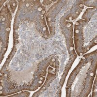Anti-THG1L antibody produced in rabbit