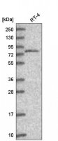Anti-THOC5 antibody produced in rabbit
