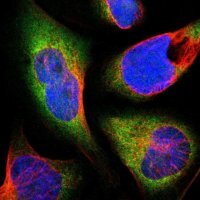 Anti-THRA antibody produced in rabbit 