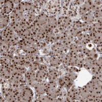 Anti-THYN1 antibody produced in rabbit 