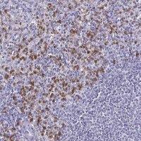 Anti-TLR4 antibody produced in rabbit 