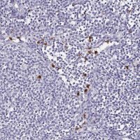 Anti-TLR4 antibody produced in rabbit 