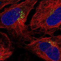 Anti-TM9SF1 antibody produced in rabbit 