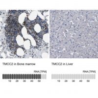 Anti-TMCC2 antibody produced in rabbit 