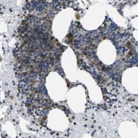 Anti-TMCC2 antibody produced in rabbit 