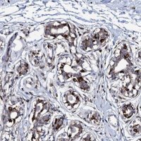 Anti-TMCO3 antibody produced in rabbit