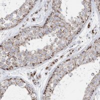 Anti-TMCO6 antibody produced in rabbit HPA037474-100UL