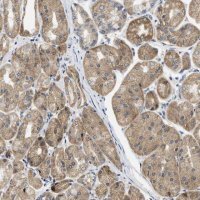 Anti-TMED1 antibody produced in rabbit