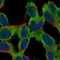 Anti-TMEM108 antibody produced in rabbit 