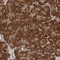 Anti-TMEM109 antibody produced in rabbit 