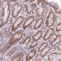 Anti-TMEM121 antibody produced in rabbit