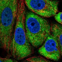 Anti-TMEM121 antibody produced in rabbit