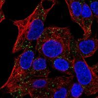 Anti-TMEM135 antibody produced in rabbit 