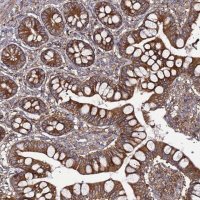 Anti-TMEM176B antibody produced in rabbit 
