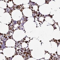 Anti-TMEM178A antibody produced in rabbit 
