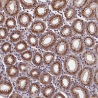 Anti-TMEM181 antibody produced in rabbit