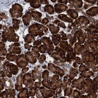 Anti-TMEM205 antibody produced in rabbit