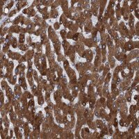 Anti-TMEM205 antibody produced in rabbit