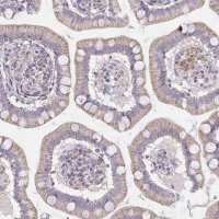 Anti-TMEM219 antibody produced in rabbit 